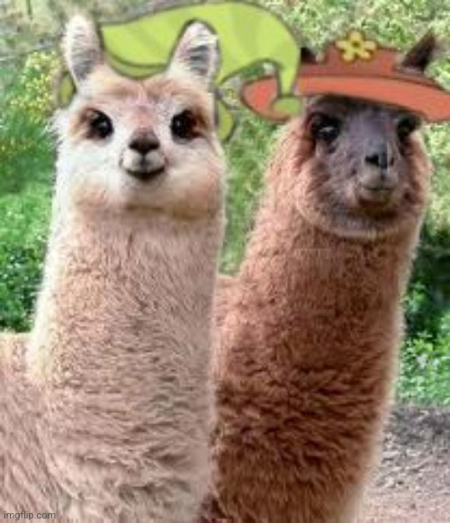 LLAMAS WITH HATS IN REAL LIFE (NOT CLICBATE!?!?) | image tagged in llamas with hats,real life | made w/ Imgflip meme maker