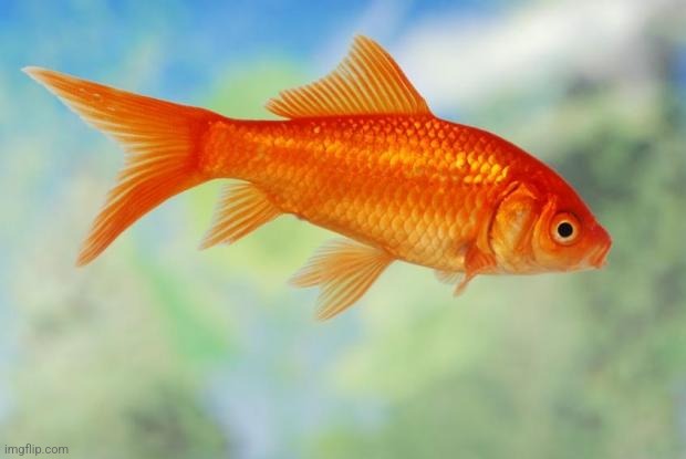 Goldfish of purity | image tagged in goldfish of purity | made w/ Imgflip meme maker