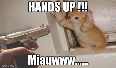 HANDS UP !!! Miauwww...... | made w/ Imgflip meme maker