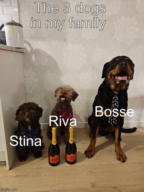 there’s a fourth one but he didn’t exist yet, he’s a puppy rn and super small | The 3 dogs in my family; Bosse; Riva; Stina | made w/ Imgflip meme maker