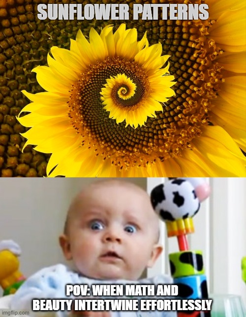 SUNFLOWER PATTERNS; POV: WHEN MATH AND BEAUTY INTERTWINE EFFORTLESSLY | image tagged in kim jong un | made w/ Imgflip meme maker