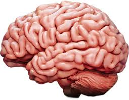 brain Blank Meme Template