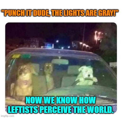 Ah . . . enlightenment. | "PUNCH IT DUDE, THE LIGHTS ARE GRAY!"; NOW WE KNOW HOW LEFTISTS PERCEIVE THE WORLD. | image tagged in yep | made w/ Imgflip meme maker