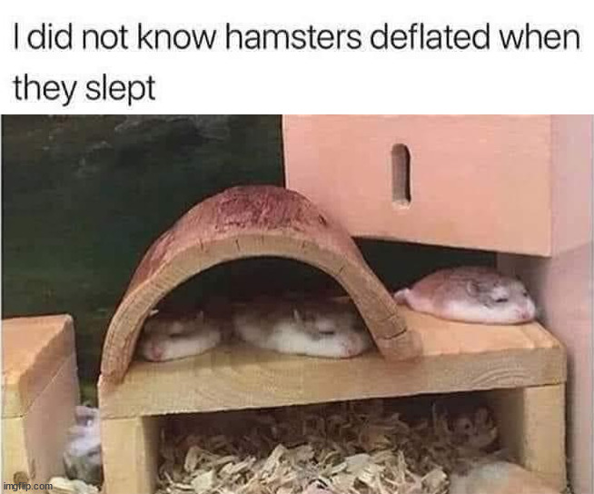 hamsters | image tagged in wholesome | made w/ Imgflip meme maker