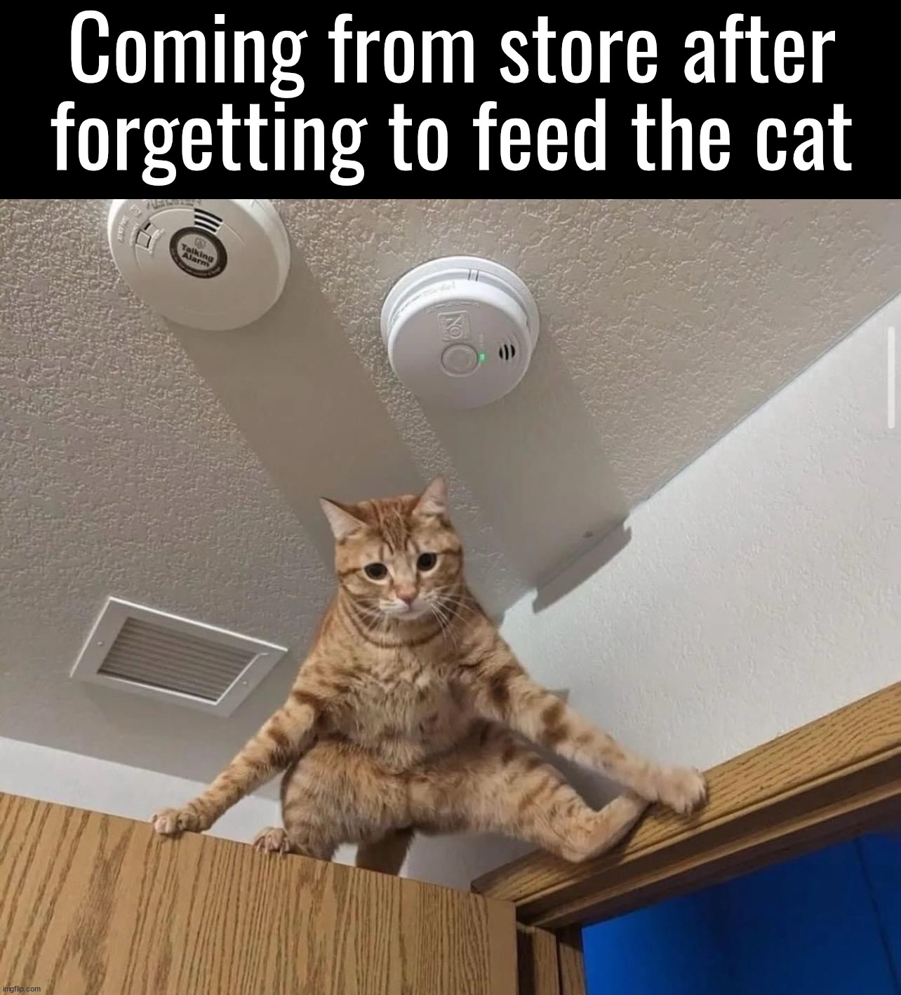 Feed me now! | Coming from store after forgetting to feed the cat | image tagged in cats | made w/ Imgflip meme maker