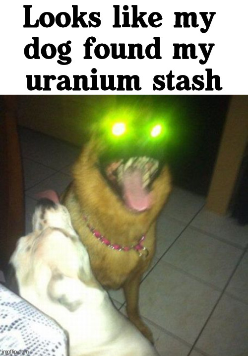 Went nuclear | image tagged in dogs | made w/ Imgflip meme maker