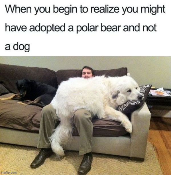 Polar bear | image tagged in dogs | made w/ Imgflip meme maker