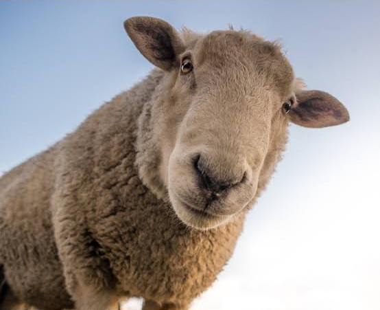 Sheep Blank Meme Template