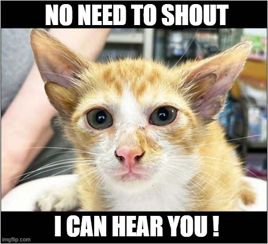 A Four Eared Cat Named Audio | NO NEED TO SHOUT; I CAN HEAR YOU ! | image tagged in cats,ears | made w/ Imgflip meme maker