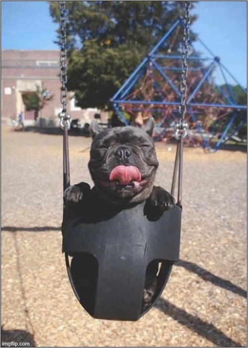 It's Time To Go Home ... Guess Again ! | image tagged in dogs,swing,tongue | made w/ Imgflip meme maker