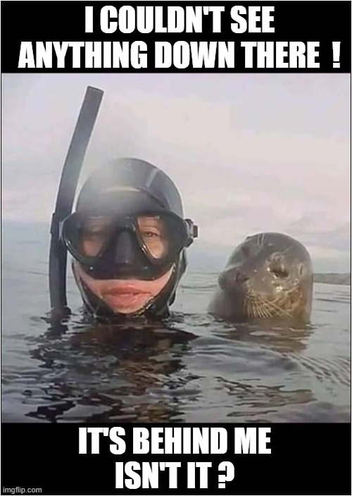 One Sneaky Seal ! | I COULDN'T SEE ANYTHING DOWN THERE  ! IT'S BEHIND ME
ISN'T IT ? | image tagged in diver,sneaky,seal | made w/ Imgflip meme maker