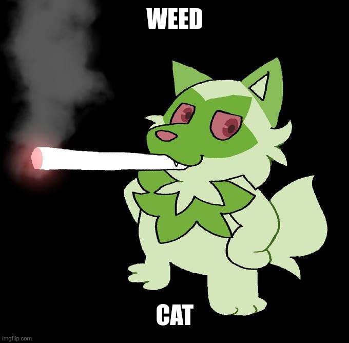 Things I laugh at | WEED CAT | image tagged in weed cat | made w/ Imgflip meme maker