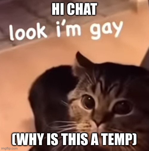 Look I’m gay cat | HI CHAT; (WHY IS THIS A TEMP) | image tagged in look i m gay cat | made w/ Imgflip meme maker