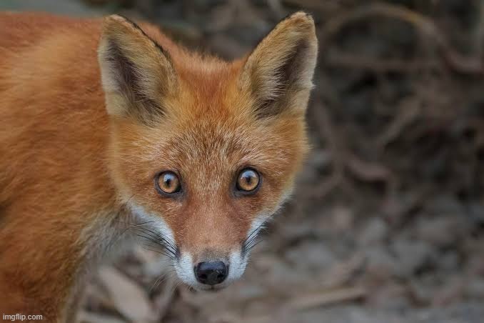 the Thousand-Yard Stare : Fox Edition | image tagged in the thousand-yard stare fox edition | made w/ Imgflip meme maker