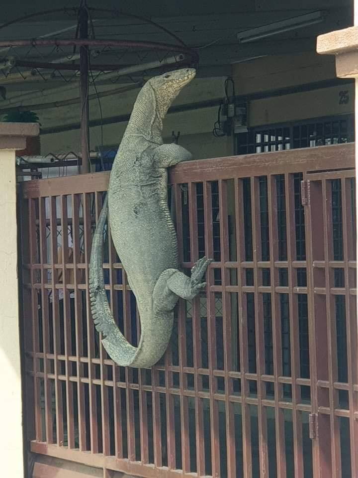 lizard on a fence Blank Meme Template