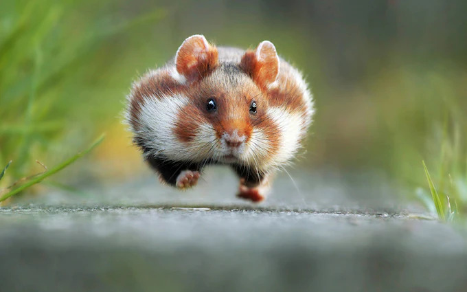 Graduation Hamster Blank Meme Template