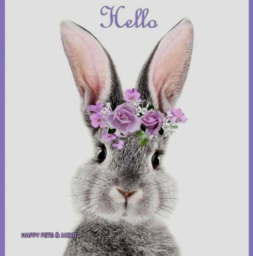 HAPPY PETS & MORE ... | made w/ Imgflip meme maker