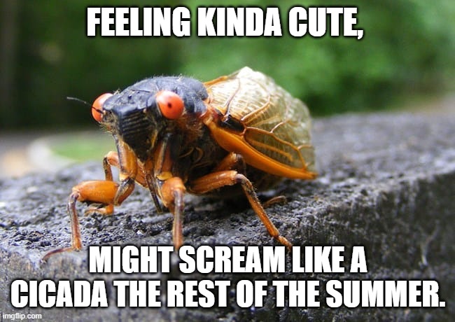 Cicada | FEELING KINDA CUTE, MIGHT SCREAM LIKE A CICADA THE REST OF THE SUMMER. | image tagged in cicade | made w/ Imgflip meme maker