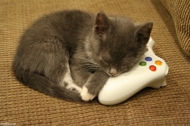 Xbox kitten | image tagged in xbox kitten | made w/ Imgflip meme maker