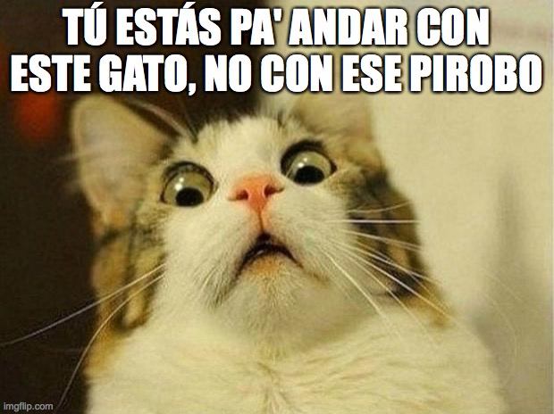 Scared Cat Meme | TÚ ESTÁS PA' ANDAR CON ESTE GATO, NO CON ESE PIROBO | image tagged in memes,scared cat | made w/ Imgflip meme maker