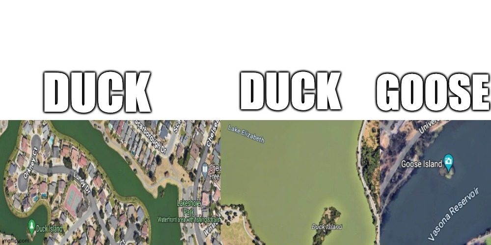 Duck Duck Goose | GOOSE; DUCK; DUCK | image tagged in duck,goose | made w/ Imgflip meme maker