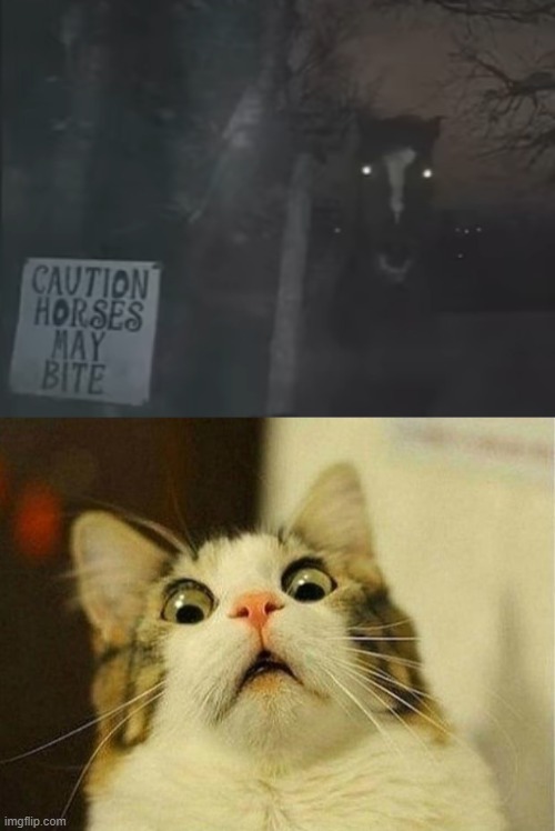 This is legit terrifying | image tagged in memes,scared cat,horse,scary,signs,scary signs | made w/ Imgflip meme maker