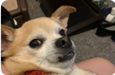 Yuki the Chihuahua Blank Meme Template