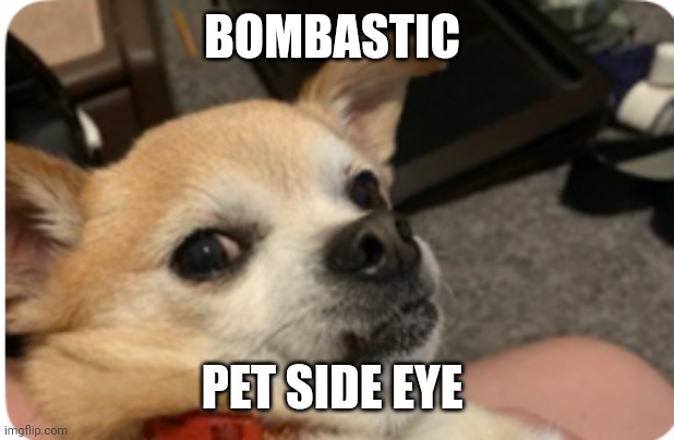 When your dog is jealous of you and your boyfriend | BOMBASTIC; PET SIDE EYE | image tagged in yuki the chihuahua,funny,pets,jealous girlfriend,side eye | made w/ Imgflip meme maker