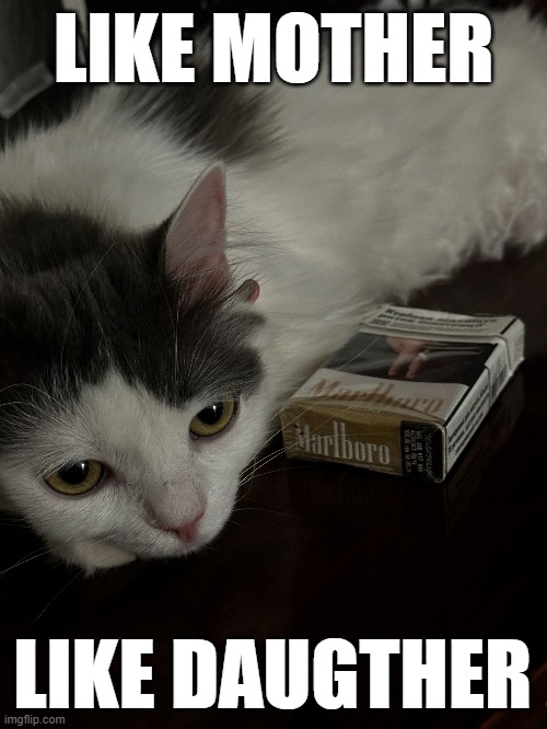 Smoker cat | LIKE MOTHER; LIKE DAUGTHER | image tagged in cat,smoking,cigarettes,smoking kid,proverb | made w/ Imgflip meme maker