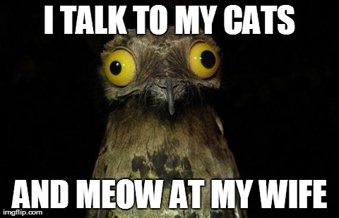 Weird Stuff I Do Potoo Meme | I TALK TO MY CATS AND MEOW AT MY WIFE | image tagged in memes,weird stuff i do potoo,AdviceAnimals | made w/ Imgflip meme maker