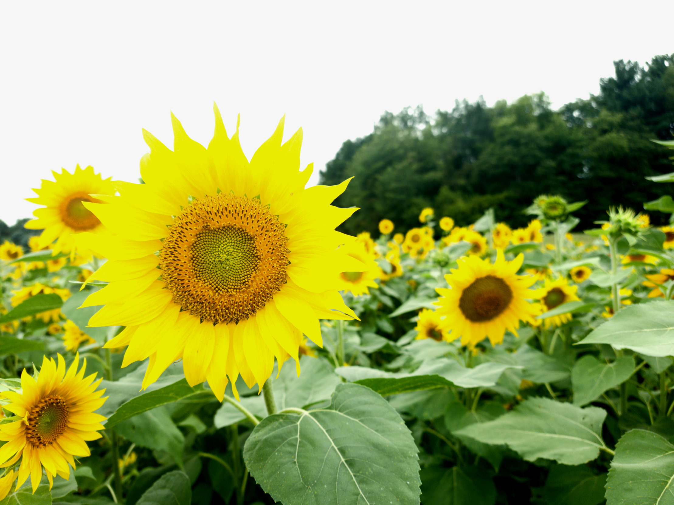 Sunflower Blank Meme Template