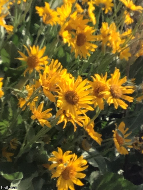 Some flowers | image tagged in photography,flowers | made w/ Imgflip meme maker