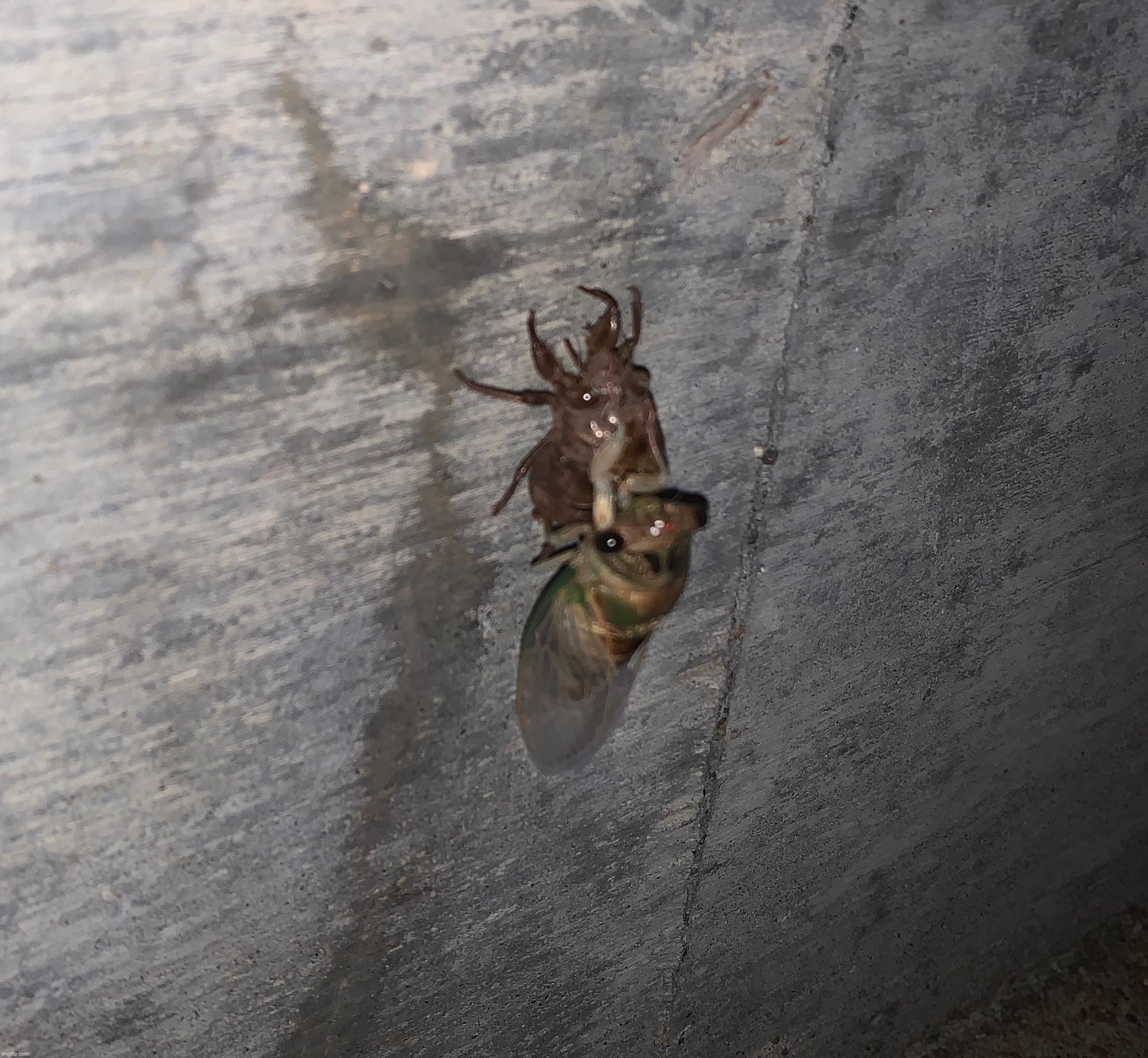 THE CICADA IS MOLTING | made w/ Imgflip meme maker