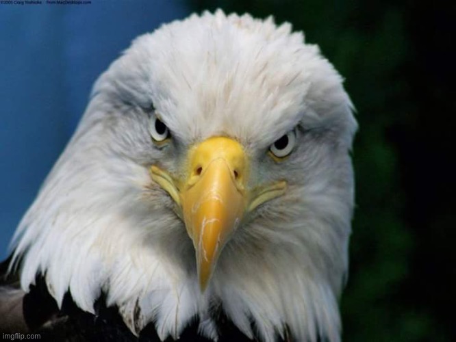 American Bald Eagle | image tagged in american bald eagle | made w/ Imgflip meme maker