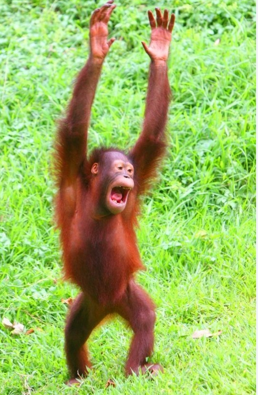 Funny ron Blank Meme Template