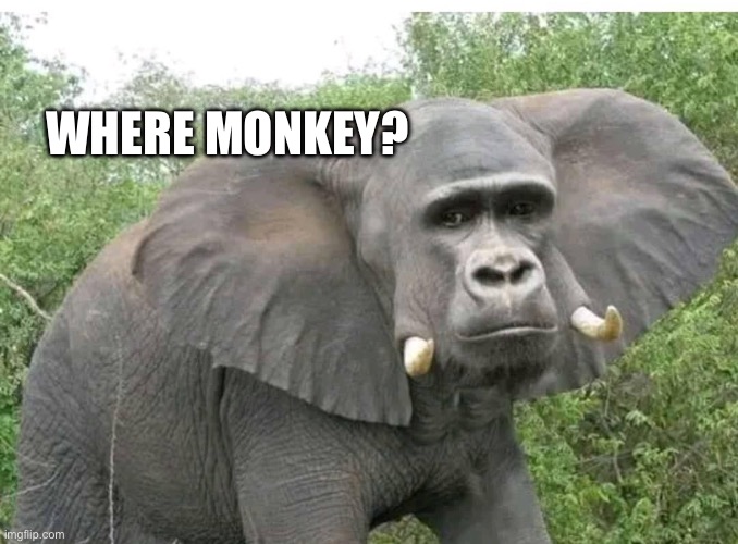 WHERE MONKEY? | image tagged in monkey,elephant | made w/ Imgflip meme maker