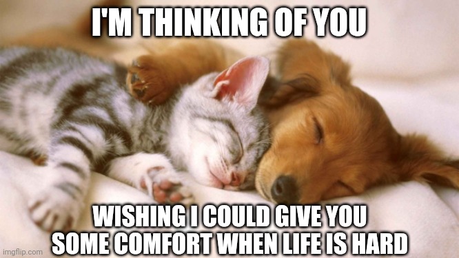 cats and dogs sleeping together | I'M THINKING OF YOU; WISHING I COULD GIVE YOU SOME COMFORT WHEN LIFE IS HARD | image tagged in cats and dogs sleeping together | made w/ Imgflip meme maker