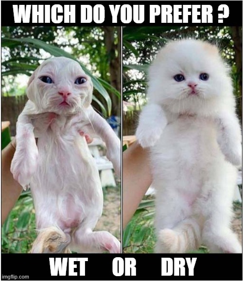 They're The Same Cat | WHICH DO YOU PREFER ? WET      OR      DRY | image tagged in cats,wet,dry | made w/ Imgflip meme maker