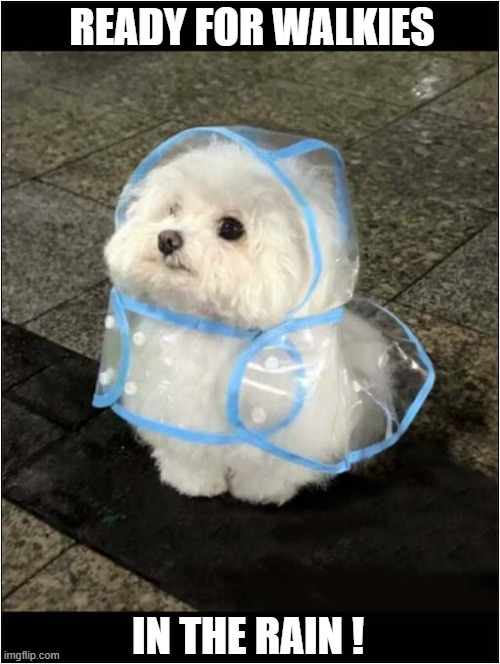 Be Prepared ! | READY FOR WALKIES; IN THE RAIN ! | image tagged in dogs,be prepared,walkies,rain,rain coat | made w/ Imgflip meme maker