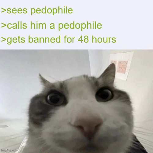 braxton moment | >sees pedophile; >calls him a pedophile; >gets banned for 48 hours | image tagged in green text cat | made w/ Imgflip meme maker