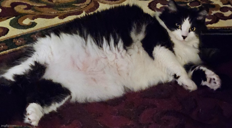 I've posted Oreo before, so here she is again | made w/ Imgflip meme maker