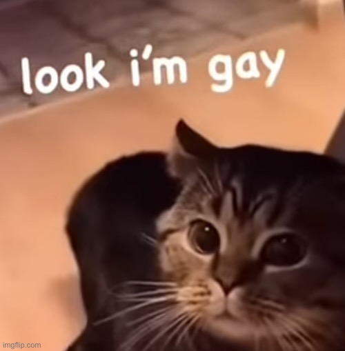 Look I’m gay cat | image tagged in look i m gay cat | made w/ Imgflip meme maker