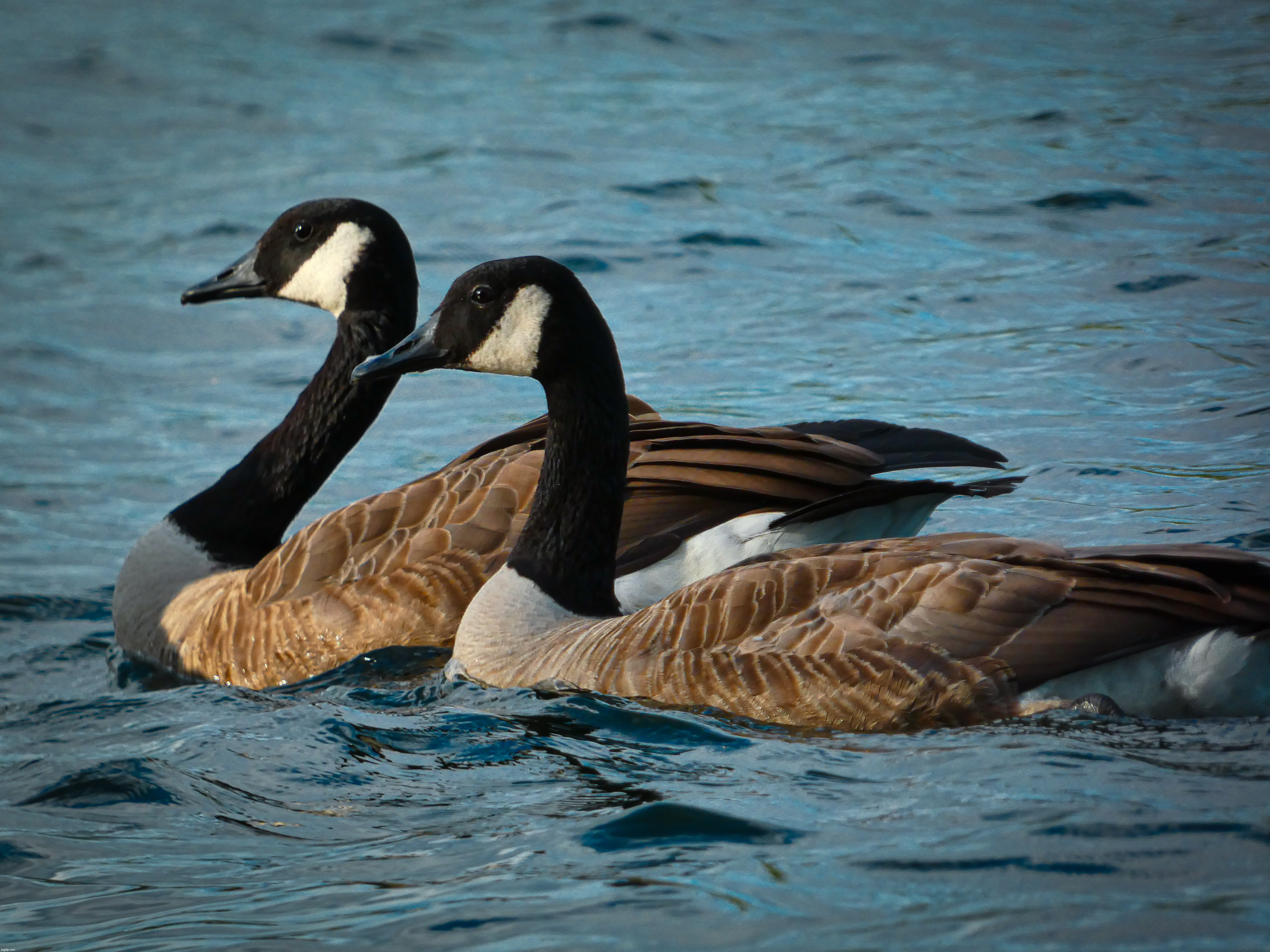 Canadian Geese here at the lakehouse | image tagged in share your own photos,iceu new hampshire trip 2024 | made w/ Imgflip meme maker