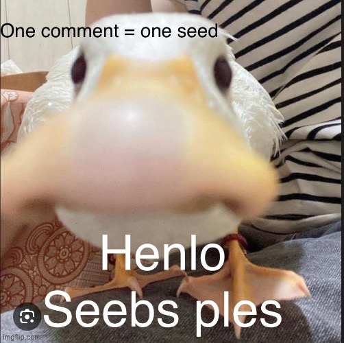 Comment for seebs | image tagged in seeds,cute,goose | made w/ Imgflip meme maker