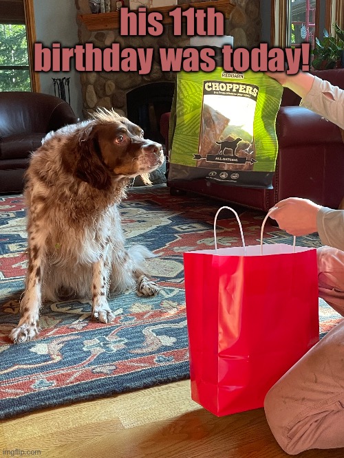 ^^ | his 11th birthday was today! | image tagged in dog | made w/ Imgflip meme maker