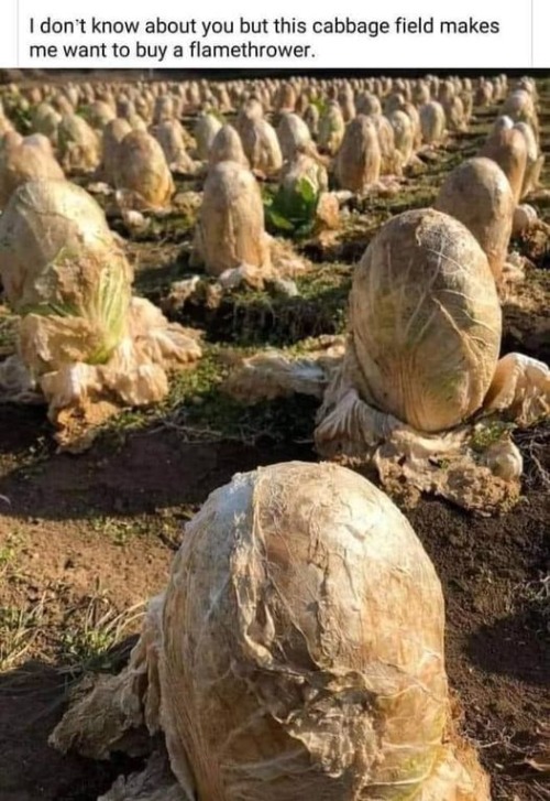 cabbage field or alien pods? | made w/ Imgflip meme maker