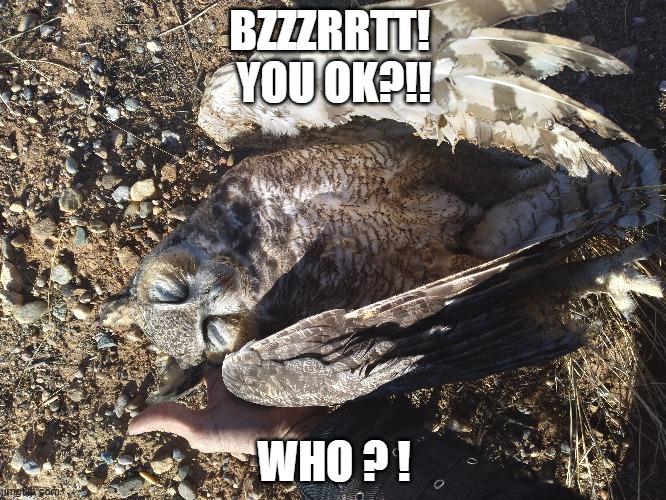 Hotter's Owl | BZZZRRTT! 
YOU OK?!! WHO ? ! | made w/ Imgflip meme maker