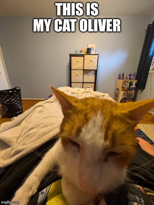 THIS IS MY CAT OLIVER | image tagged in cute cat | made w/ Imgflip meme maker