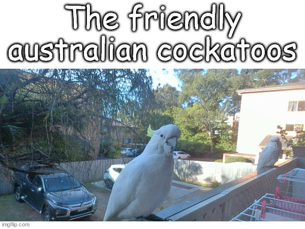 These 2 cockatoos came to my balcony! | The friendly australian cockatoos | image tagged in photography | made w/ Imgflip meme maker