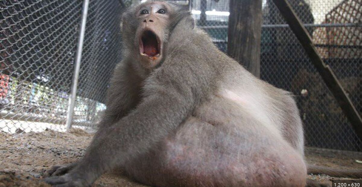 monkmey Blank Meme Template